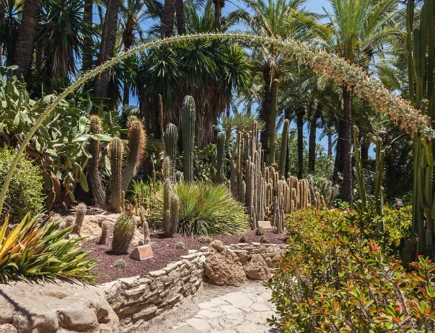 Høye kaktuser og palmer langs en sti i Huerto del Cura